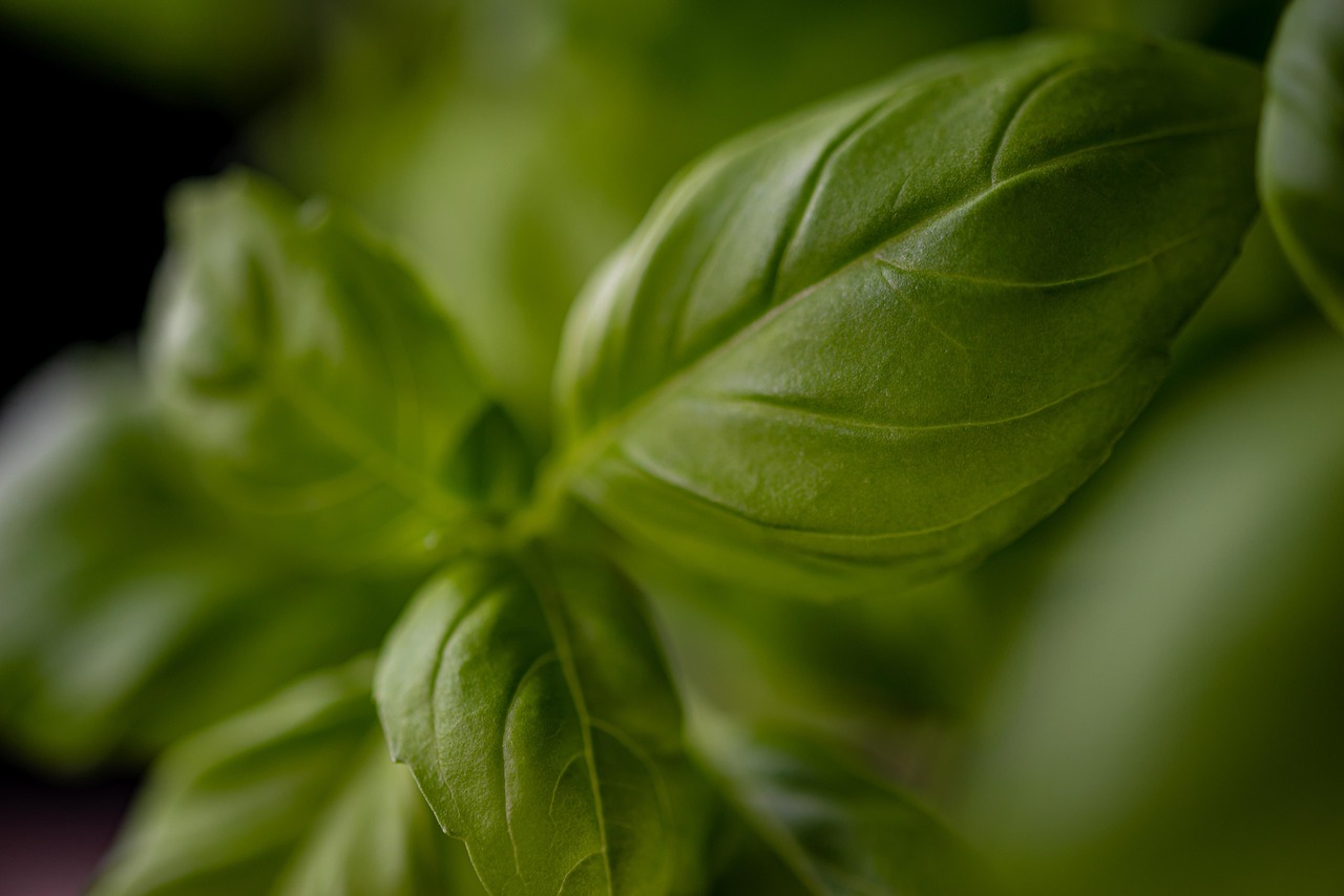entdecken sie schnelle und gesunde kochrezepte! mit einfachen zutaten zaubern sie im handumdrehen ausgewogene mahlzeiten – ideal für einen aktiven lebensstil und wenig zeit.