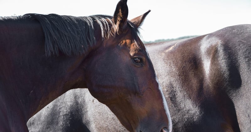 Was fressen Pferde? Die ultimative Futterliste für dein Pferd