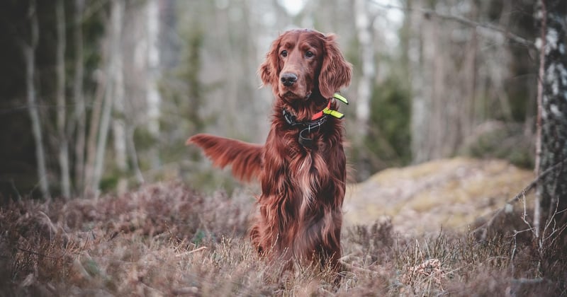 Hund bellt alles an: 7 Gründe und was du dagegen tun kannst