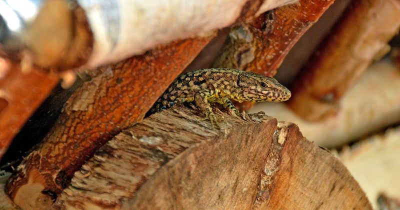 Kleine Bäume für den Garten: 15 bezaubernde Zwerggehölze im Überblick
